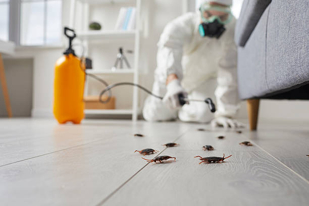 Commercial Kitchen Cockroach Control in Oakville